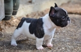 french bulldog-1555319111.jpg